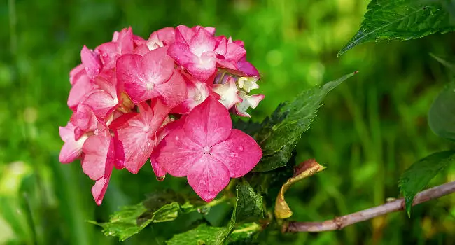 Hydrangeas