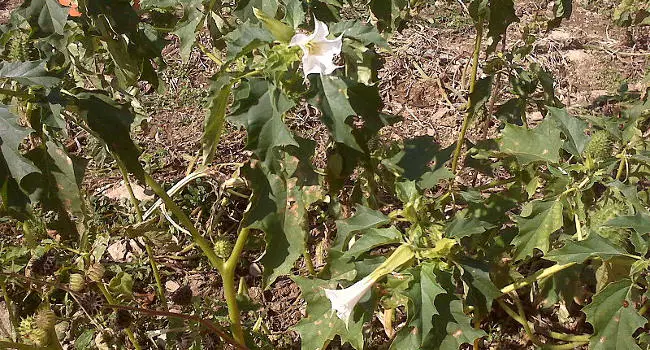 Jimson Weed