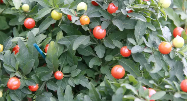 Jerusalem Cherry