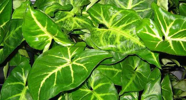 Arrowhead Vine (African Evergreen)