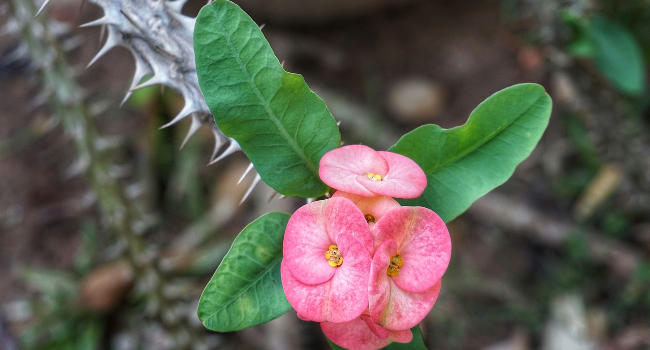 Crown of Thorns