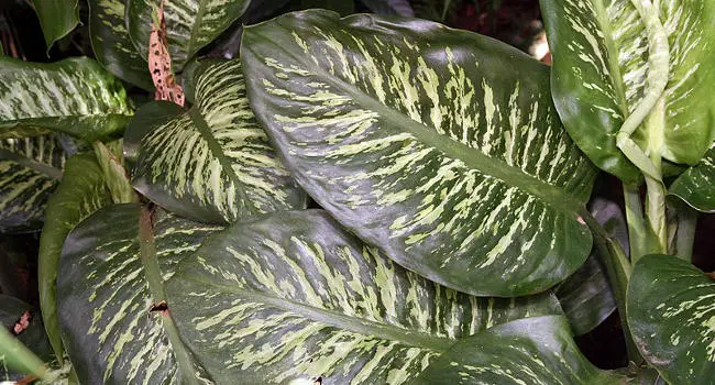 Charming Dieffenbachia