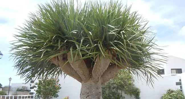 Dragon Tree