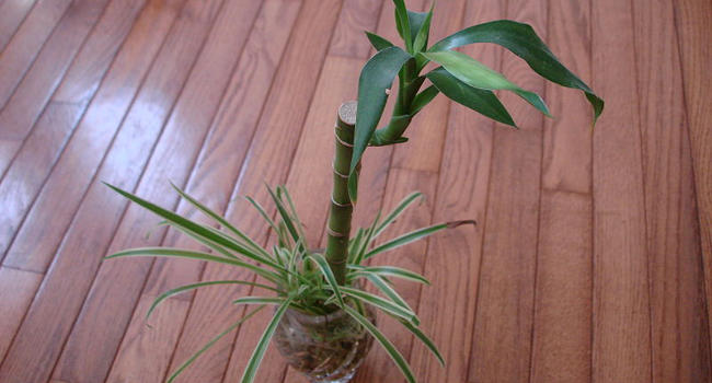 Dracaena Sanderiana