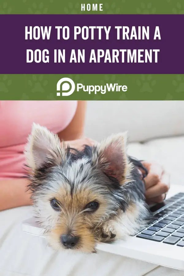 How to Potty Train a Dog in an Apartment