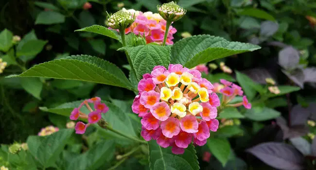 Lantana