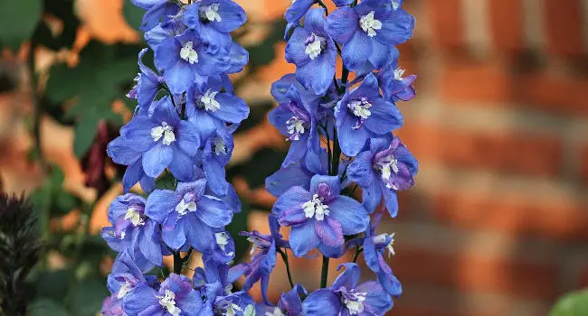 Larkspur