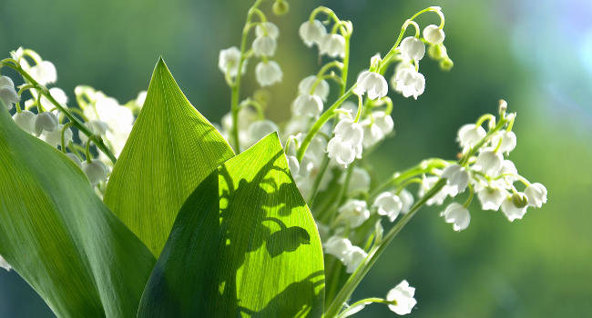 Lily of the Valley