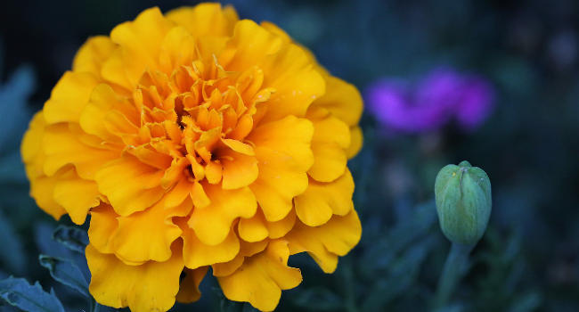 Marigold Tagetes