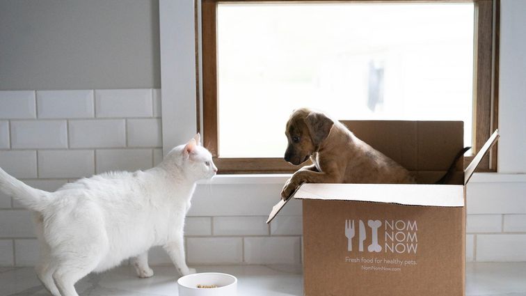 NomNomNow delivery box with dog and cat