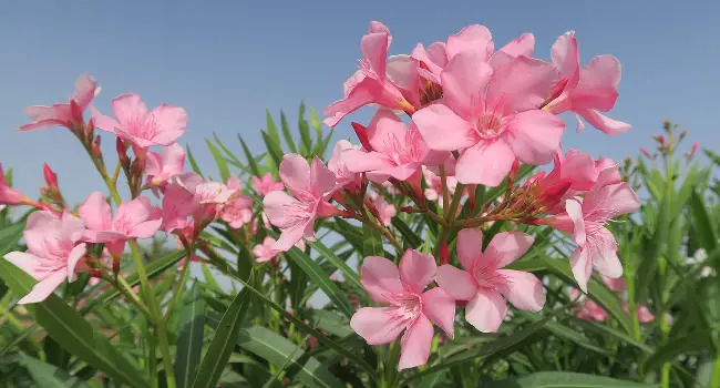 Oleander