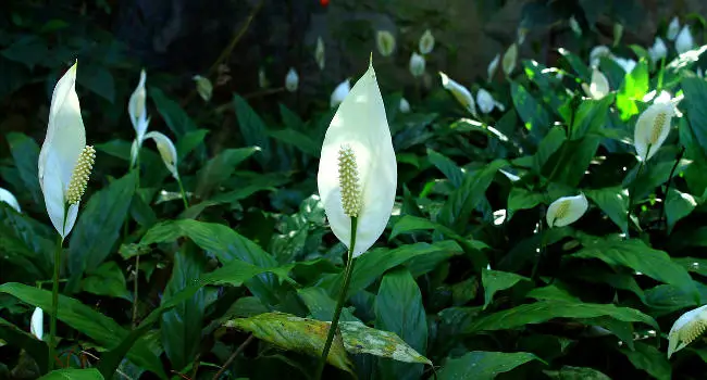 Peace Lily