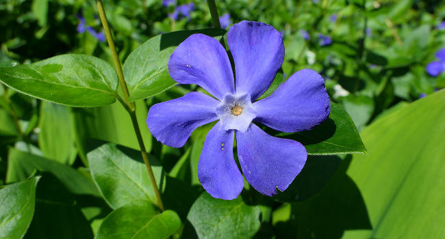 Periwinkle