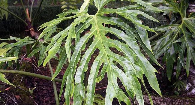 Philodendron bipinnatifdum