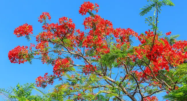 Poinciana