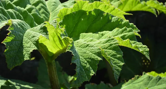 Rhubarb