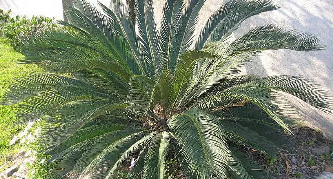 Sago Palm