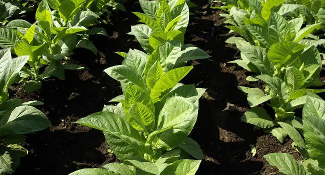 Tobacco Plant