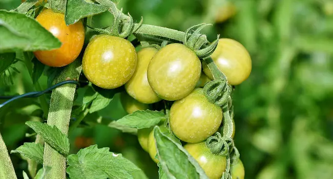 Tomato Plant