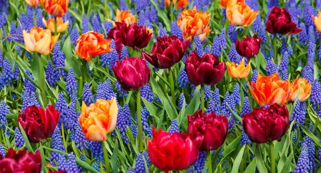 Tulips and Hyacinths