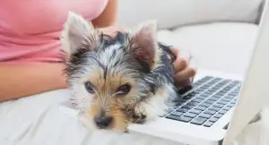 Yorkie with owner looking up how to potty train when living in apartment