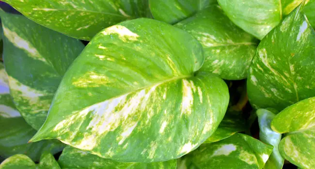 Golden Pothos