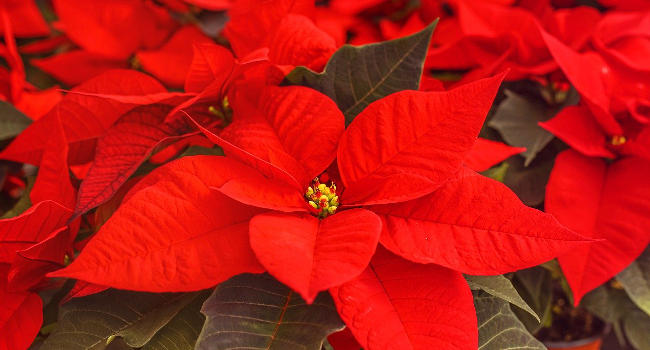 Poinsettia