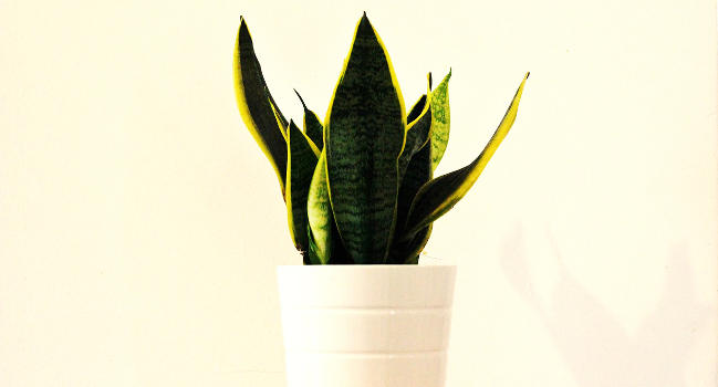 Sansevieria