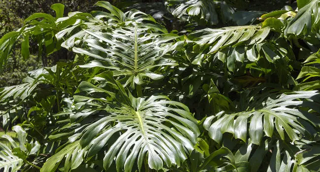 Split Leaf Philodendron