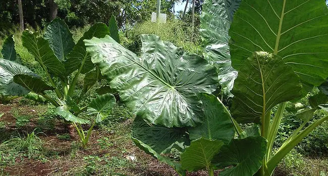 Alocasia macrorrhizos