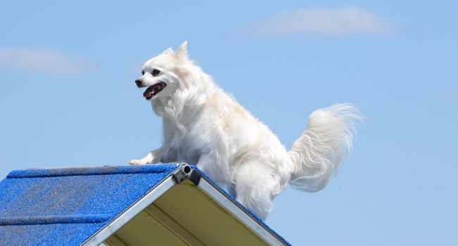 healthy american eskimo dog on agility course