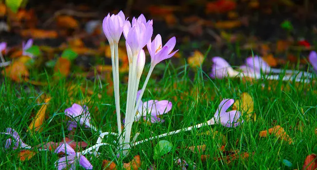 Autumn Crocus