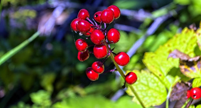 Baneberry