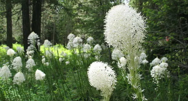 Beargrass