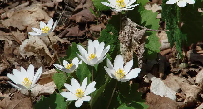 Bloodroot