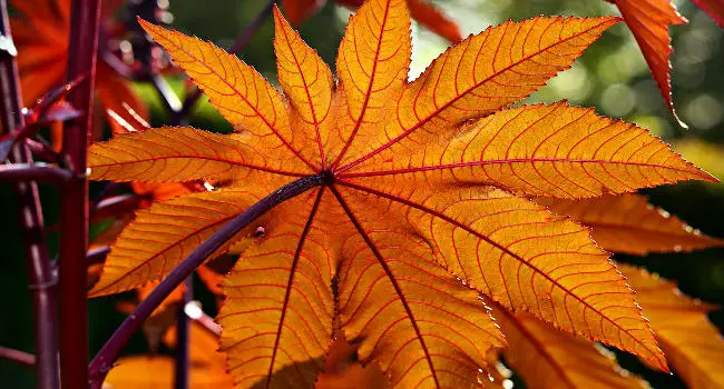 Castor Bean aka African Wonder Tree