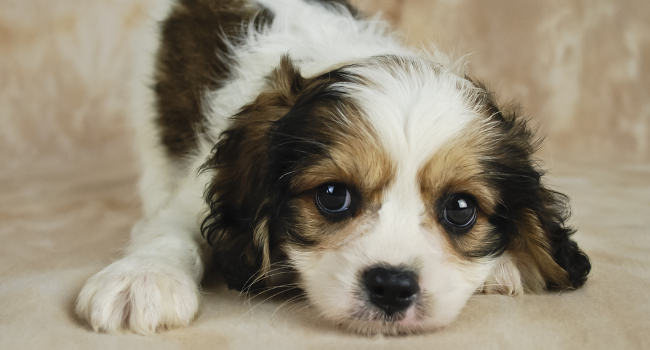 Cavachon puppy posing