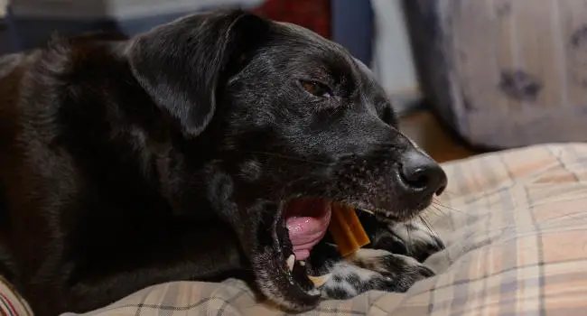 Dog chewing on dental treats