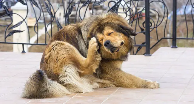 dog scratching his head