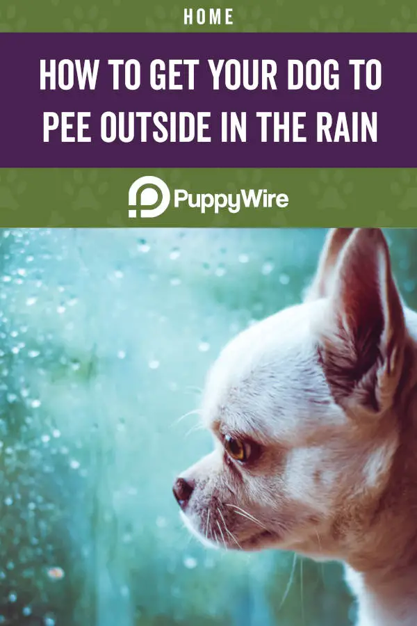 how to get your dog to go out in the rain