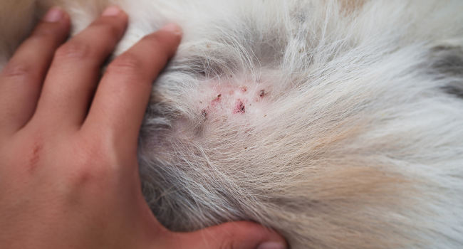 Walking Dandruff on Dogs Symptoms, Causes, Treatment