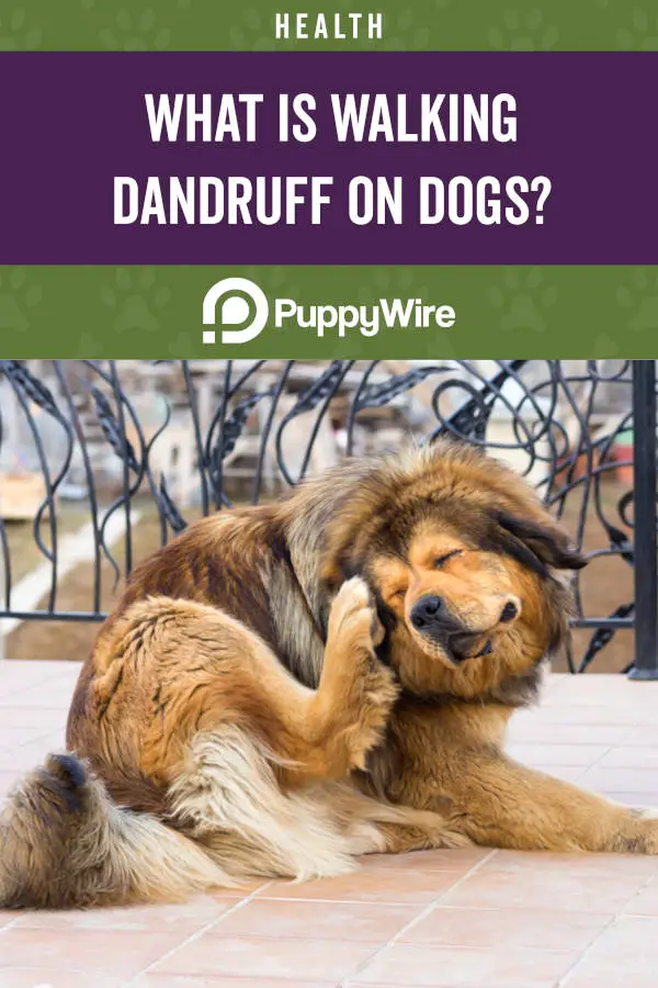 What is Walking Dandruff on Dogs?