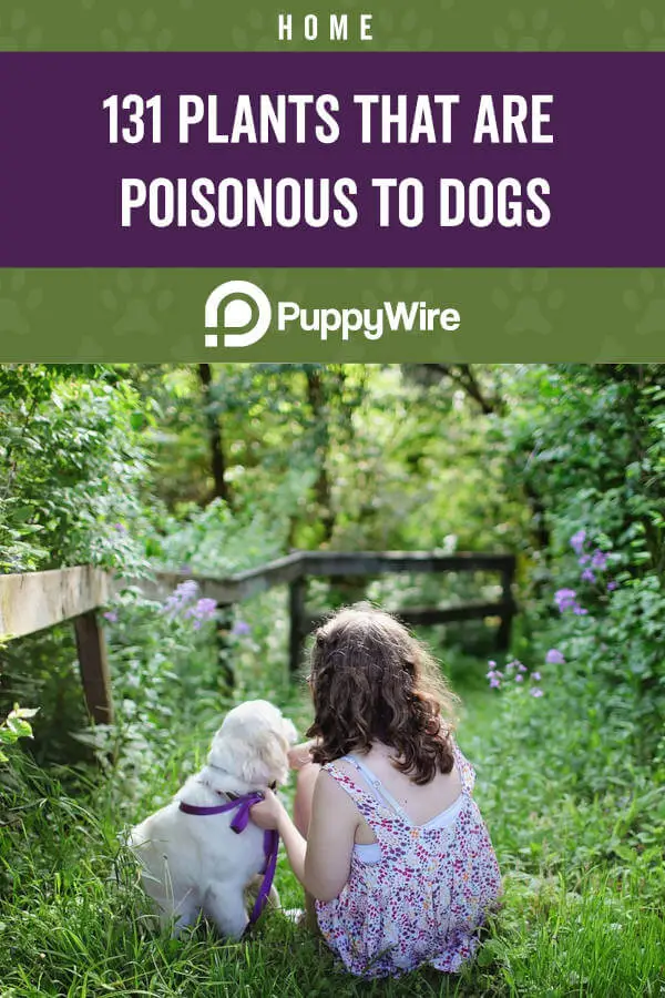 131 Poisonous Plants for Dogs