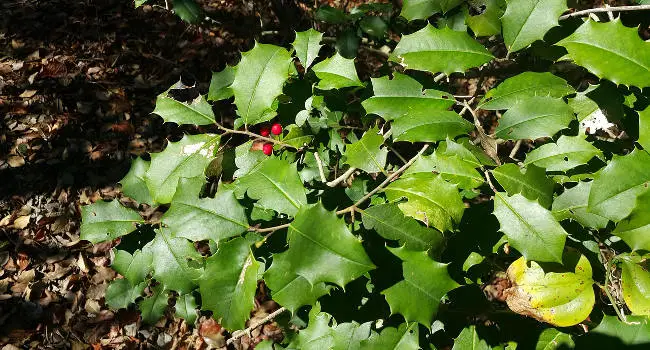 American Holly