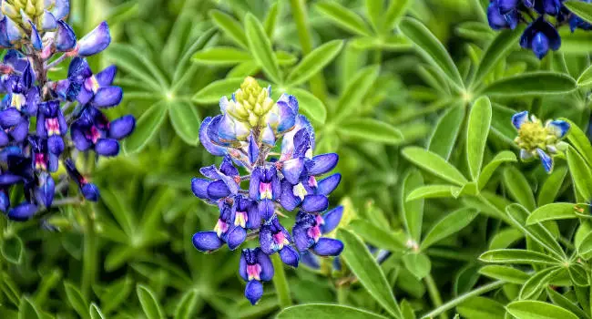 Bluebonnet