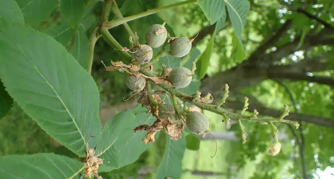 Buckeye tree