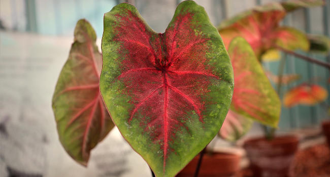 Caladium