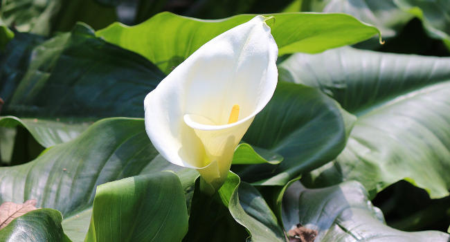 Calla Lily