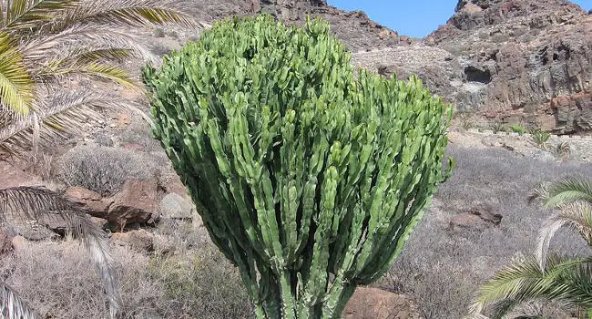 Candelabra Cactus