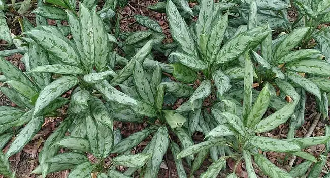 Chinese Evergreen